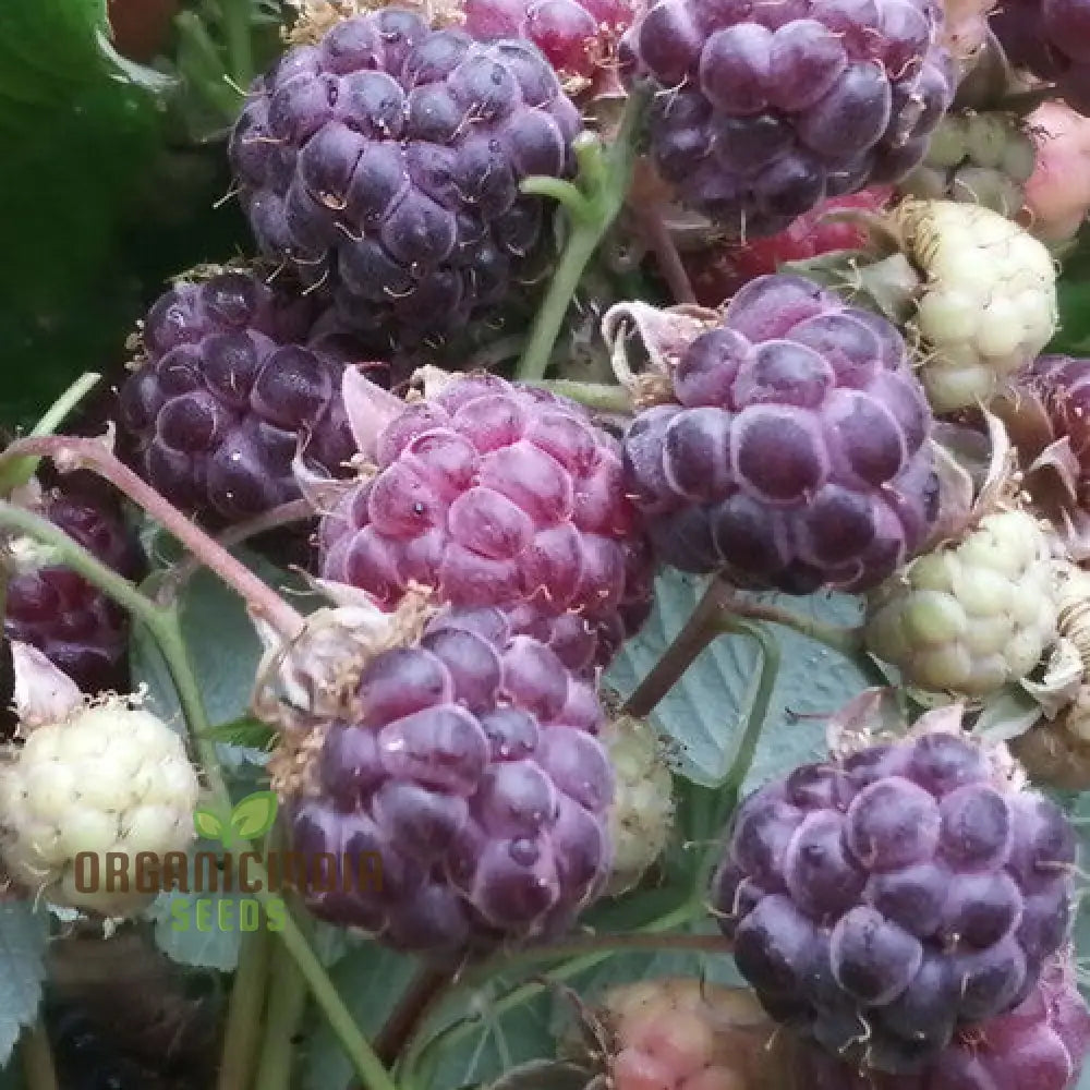 Raspberry Amethyst Seeds For Your Gardening Adventures