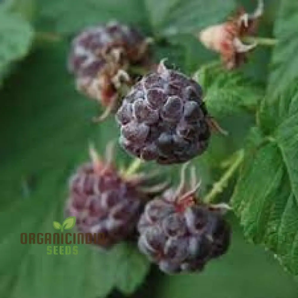 Raspberry Amethyst Seeds For Your Gardening Adventures