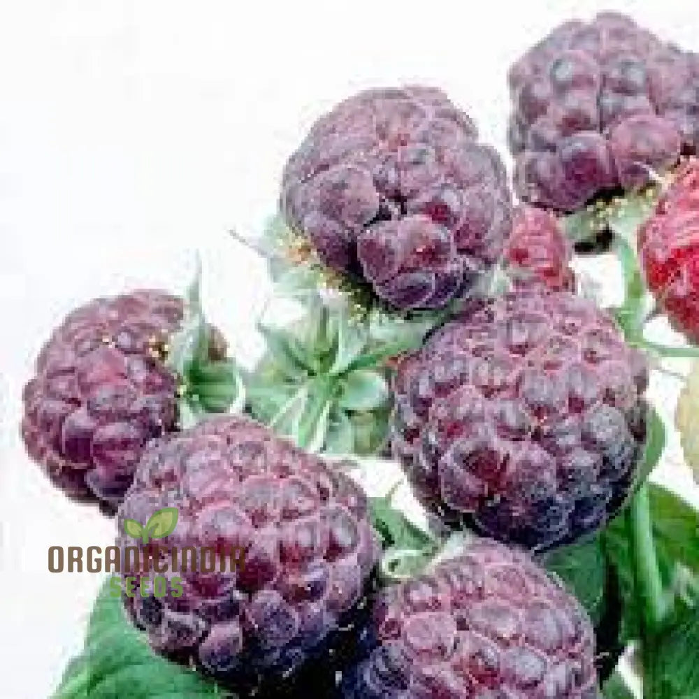 Raspberry Amethyst Seeds For Your Gardening Adventures