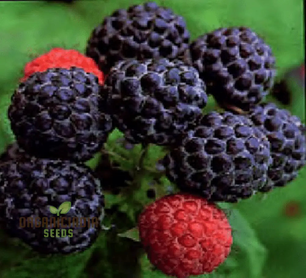 Raspberry Amethyst Seeds For Your Gardening Adventures