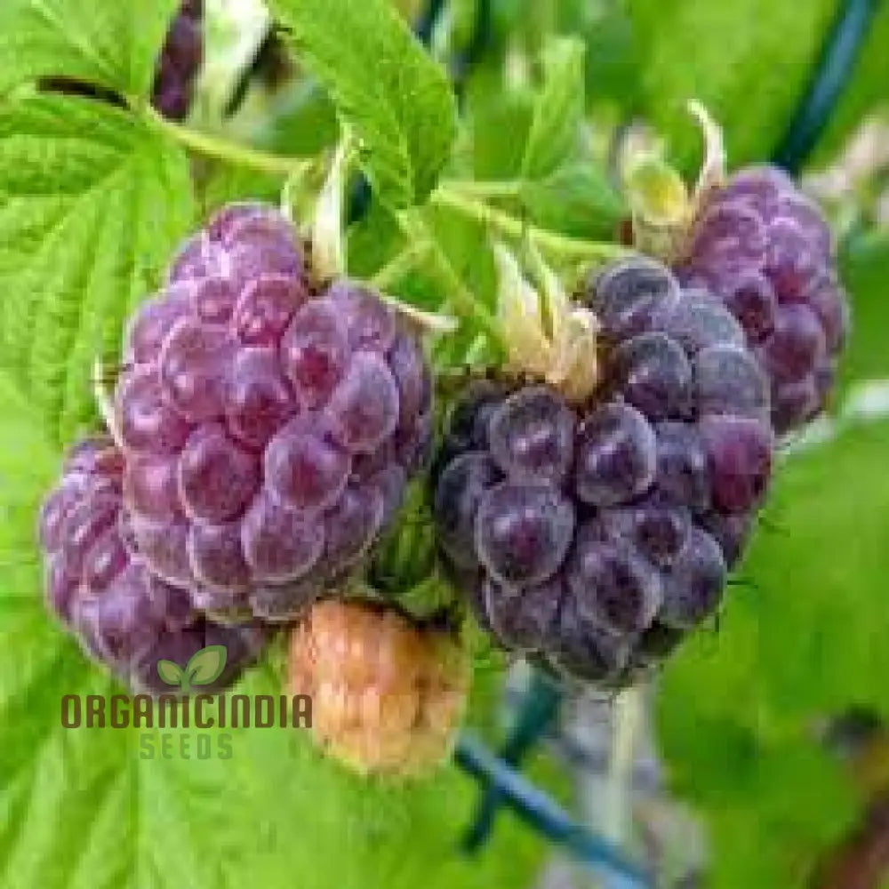 Raspberry Amethyst Seeds For Your Gardening Adventures