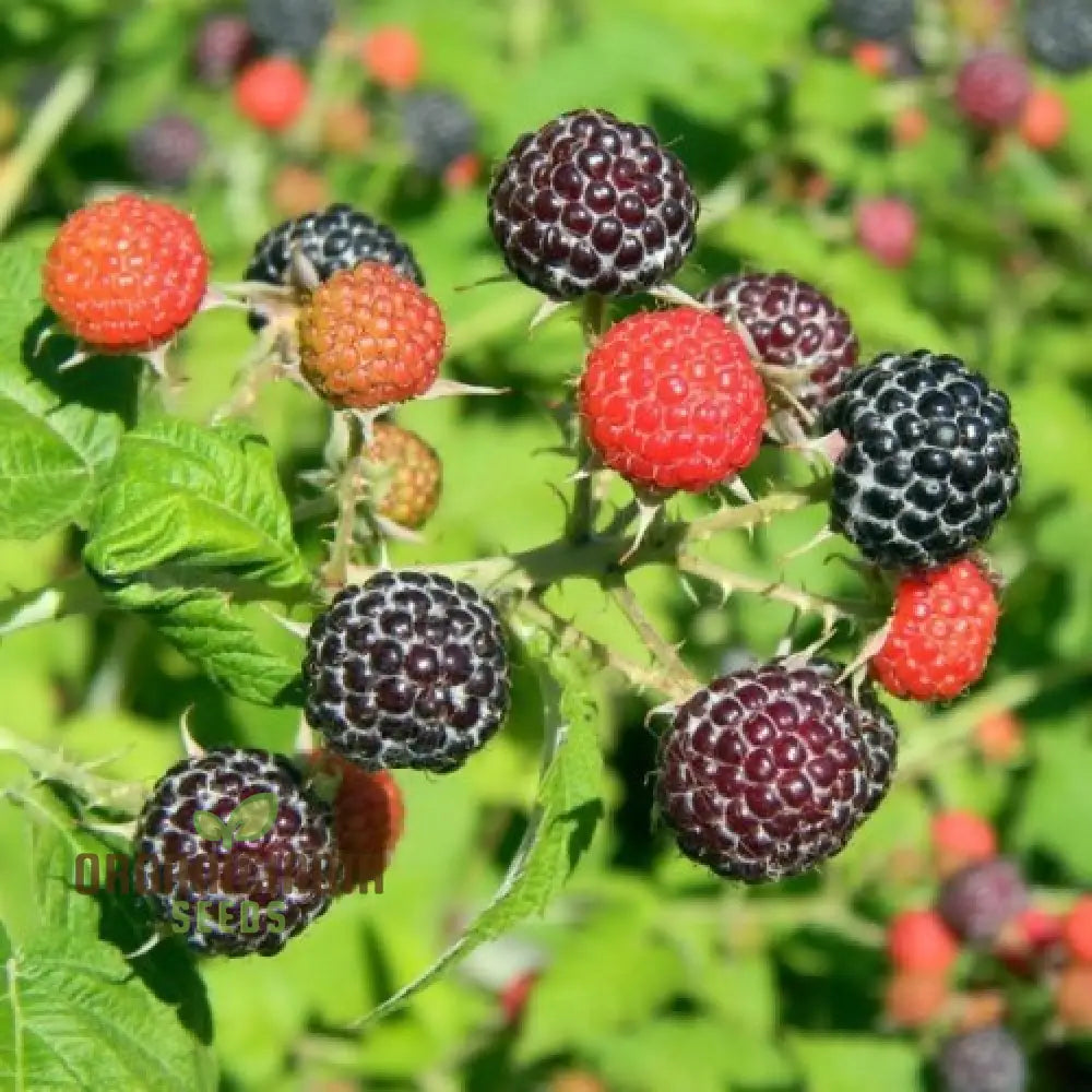 Raspberry Amethyst Seeds For Your Gardening Adventures