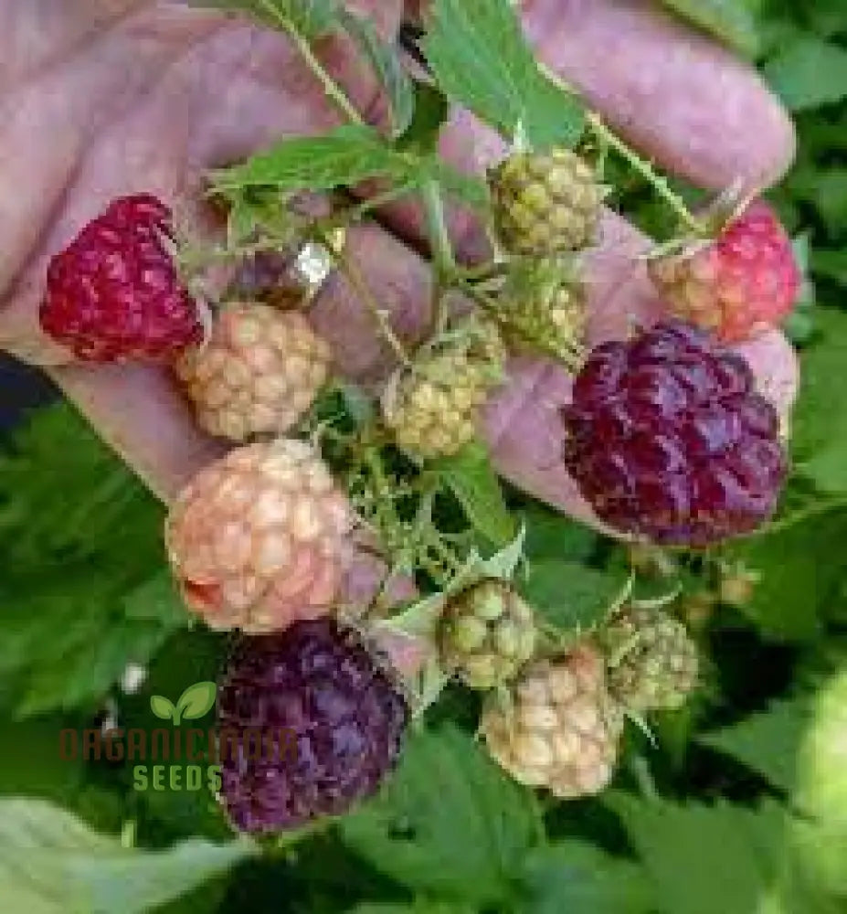 Raspberry Amethyst Seeds For Your Gardening Adventures