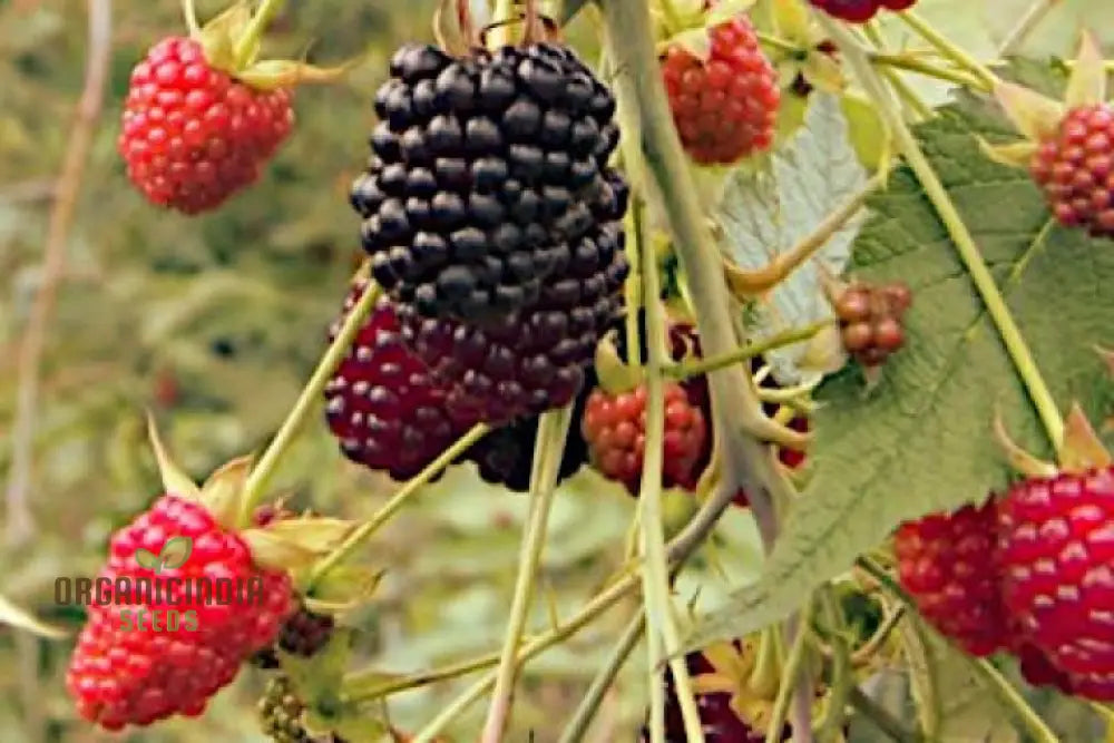 Raspberry Glaucus (Andean Variety) Seeds For Your Gardening Needs