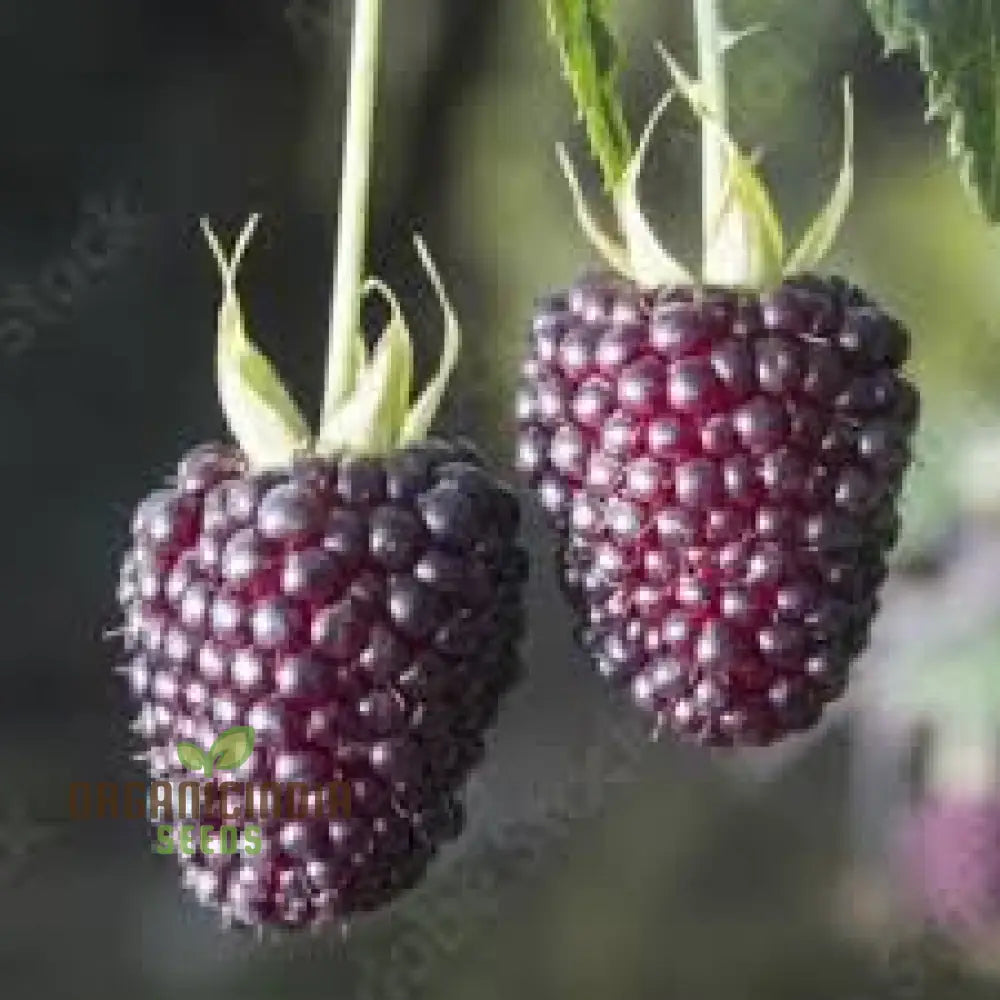 Raspberry Glaucus (Andean Variety) Seeds For Your Gardening Needs