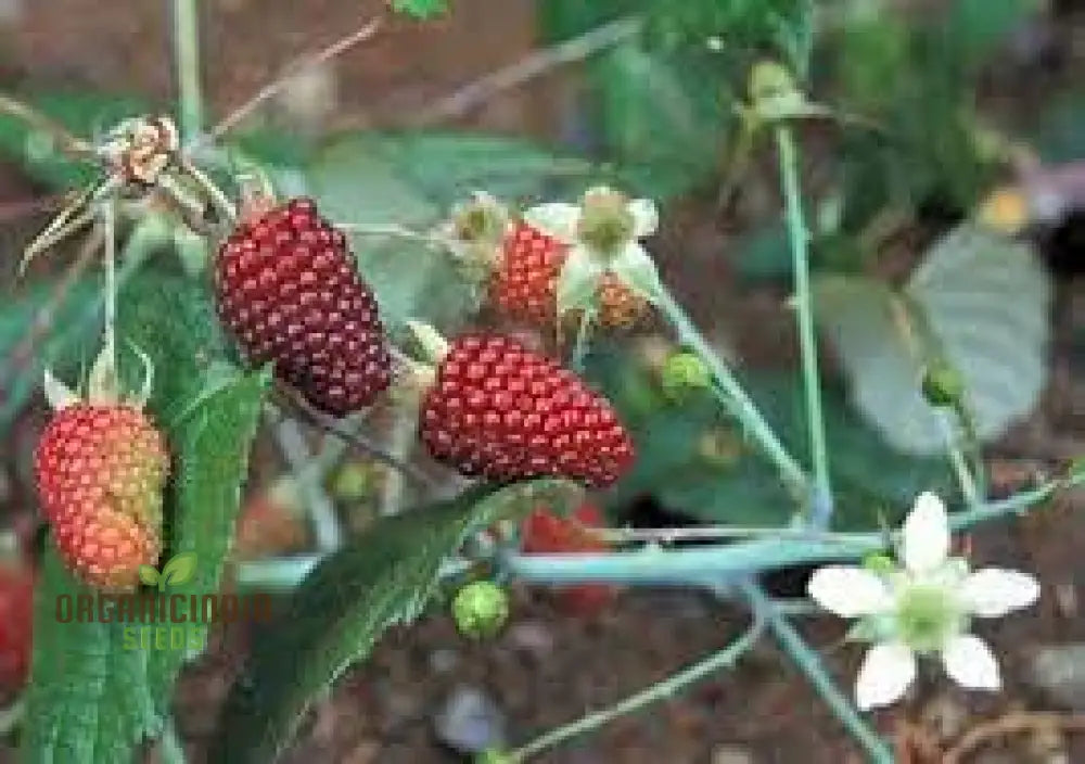 Raspberry Glaucus (Andean Variety) Seeds For Your Gardening Needs