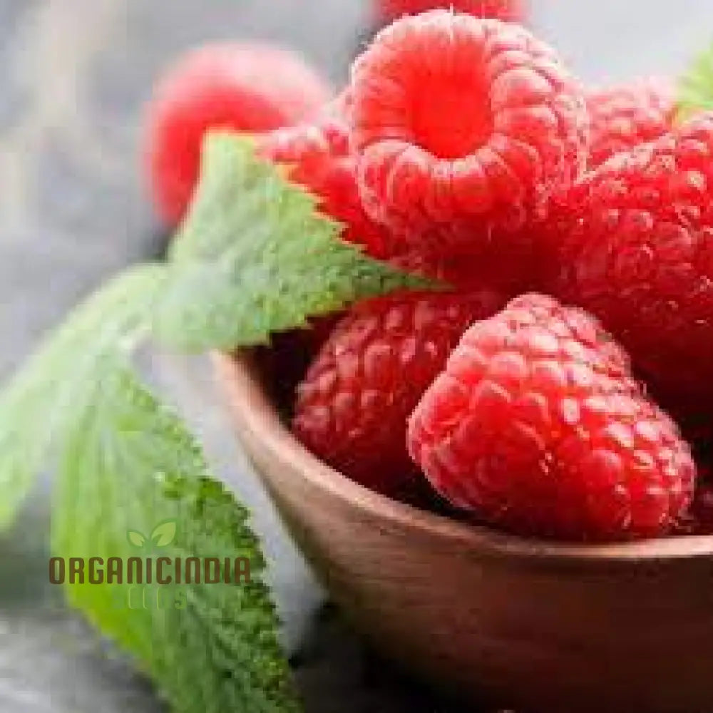 Raspberry â€™Ruby Redâ€™ Seeds For Your Garden - Buy Organic Online