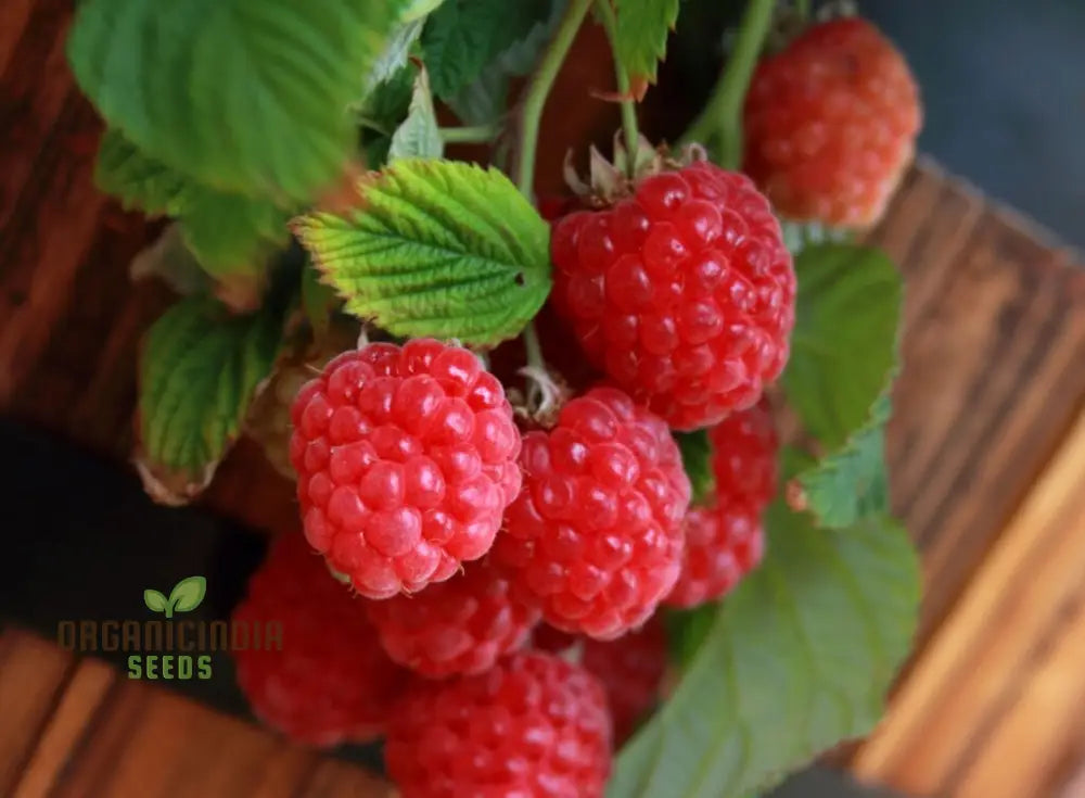 Raspberry â€™Ruby Redâ€™ Seeds For Your Garden - Buy Organic Online