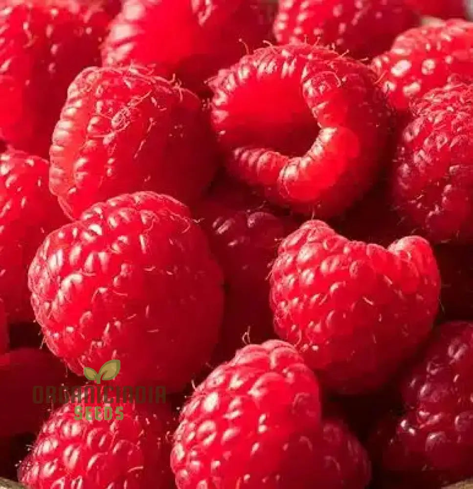 Raspberry â€™Ruby Redâ€™ Seeds For Your Garden - Buy Organic Online