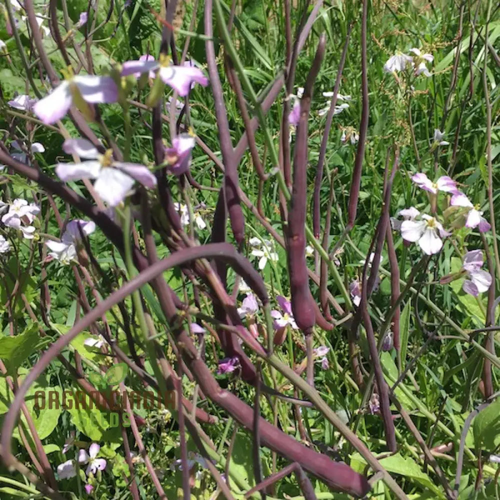 Rat Tail (Purple) Radish Sowing And Growing Tips For Vegetable Seeds