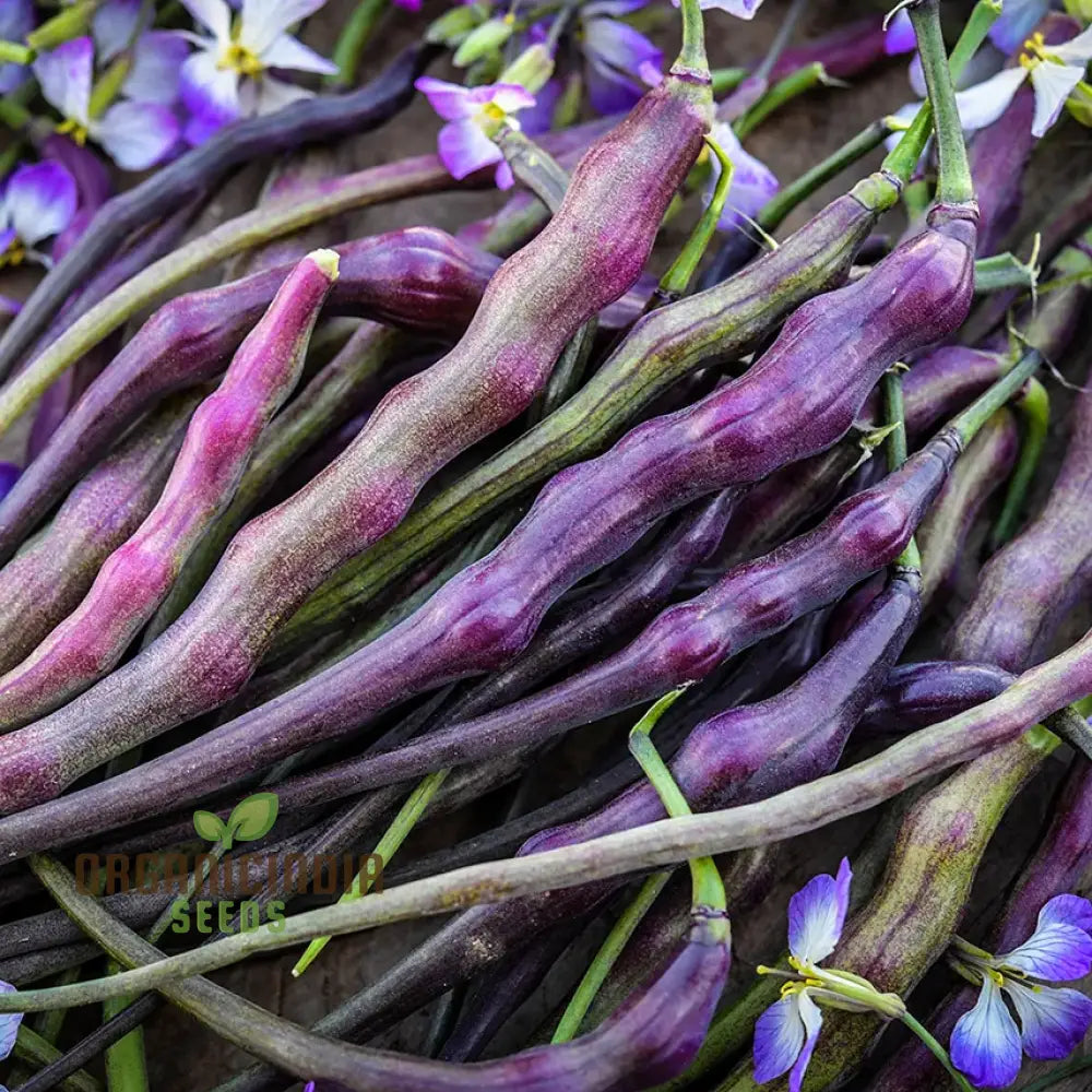 Rat Tail (Purple) Radish Sowing And Growing Tips For Vegetable Seeds