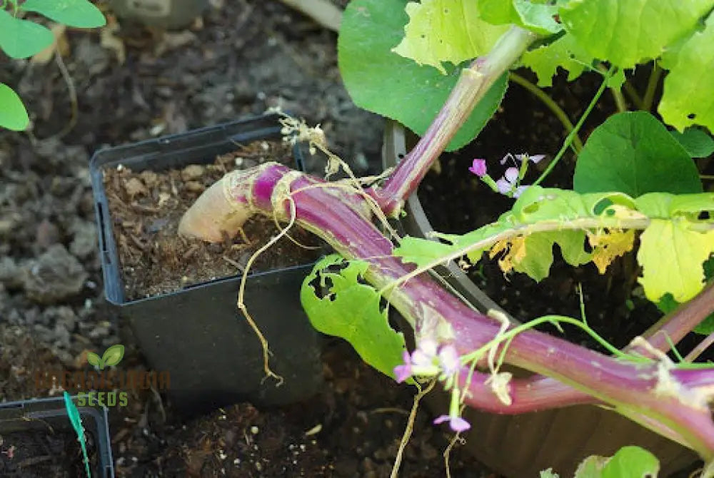 Rat Tail (Purple) Radish Sowing And Growing Tips For Vegetable Seeds