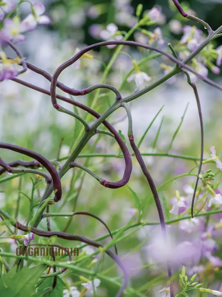 Rat Tail (Purple) Radish Sowing And Growing Tips For Vegetable Seeds