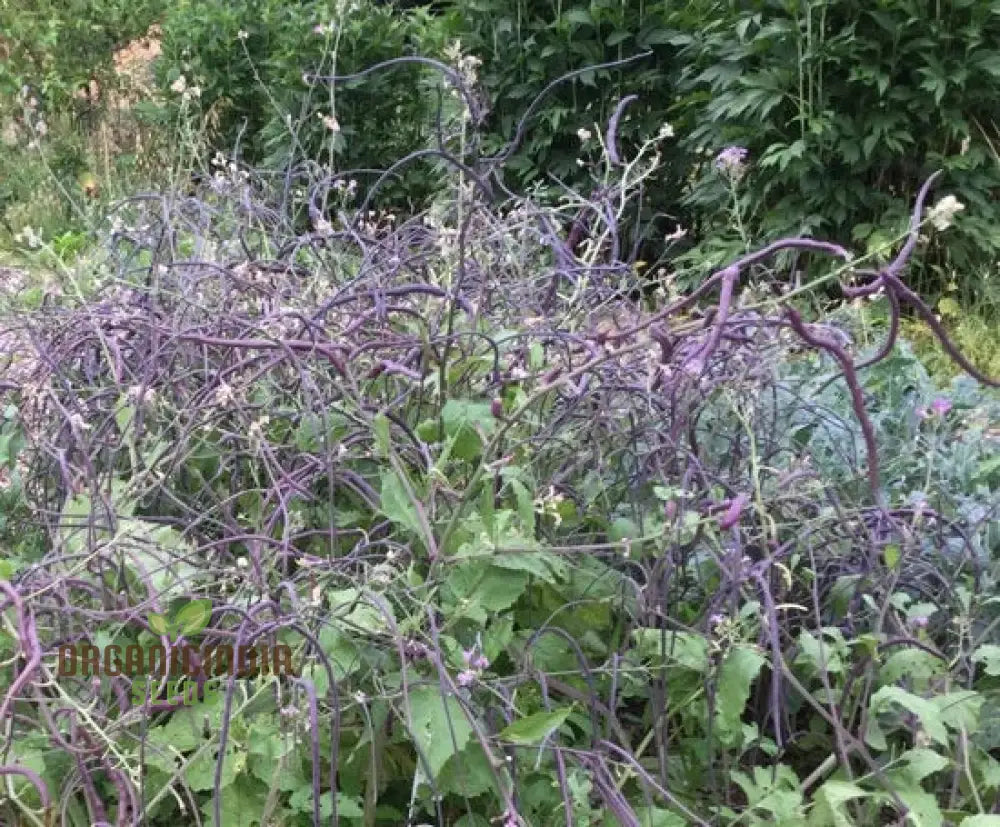 Rat Tail (Purple) Radish Sowing And Growing Tips For Vegetable Seeds