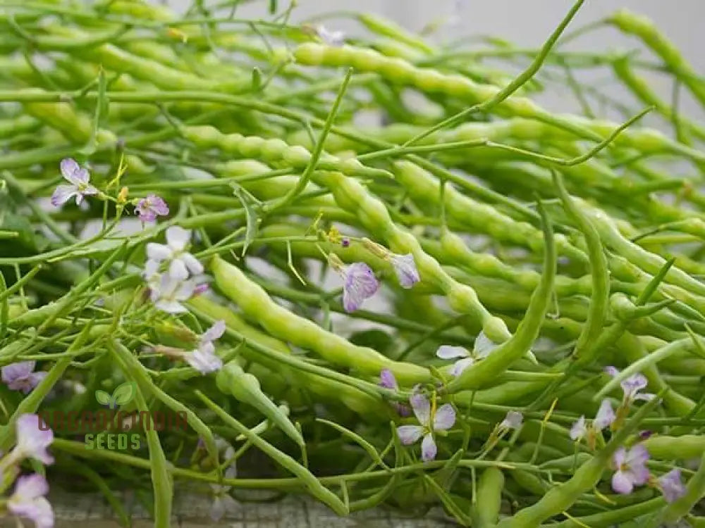 Rat-Tailed Radish Vegetable Seeds Cultivating Unique And Flavorful Harvests With Expert Planting