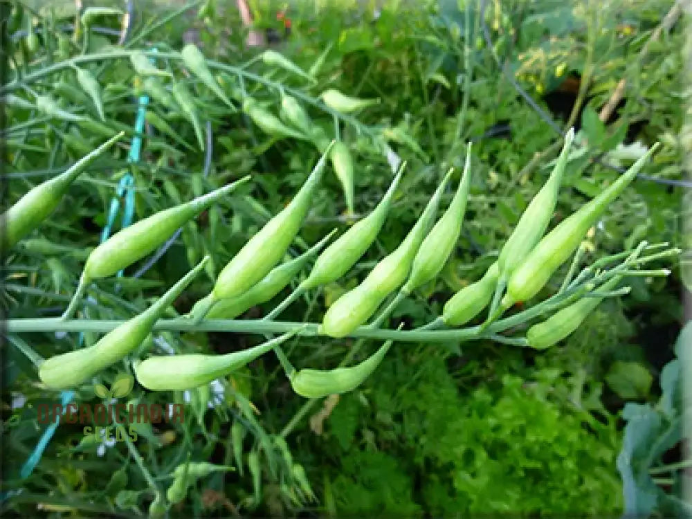 Rat-Tailed Radish Vegetable Seeds Cultivating Unique And Flavorful Harvests With Expert Planting