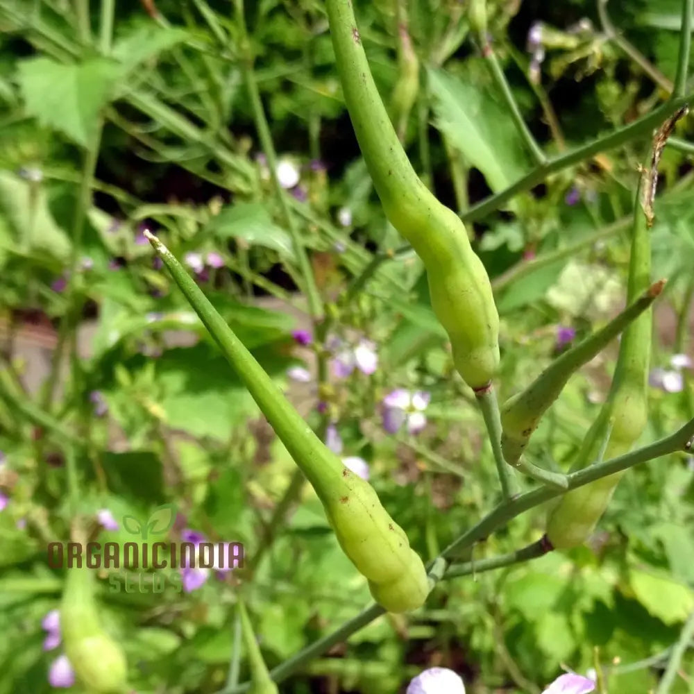 Rat-Tailed Radish Vegetable Seeds Cultivating Unique And Flavorful Harvests With Expert Planting