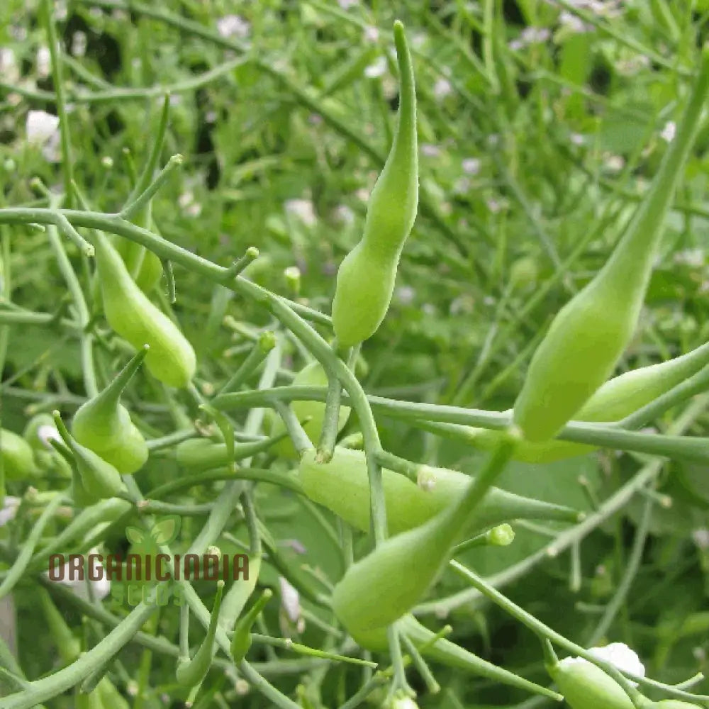 Rat-Tailed Radish Vegetable Seeds Cultivating Unique And Flavorful Harvests With Expert Planting