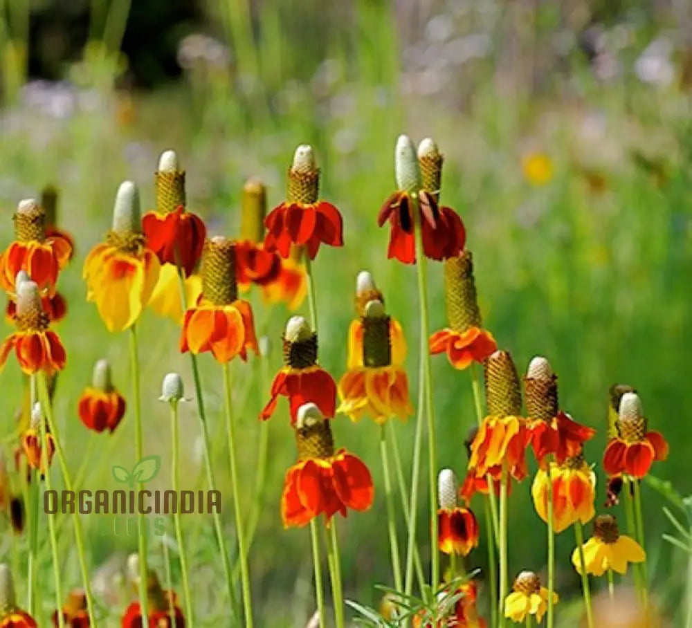 Ratibida Columnifera Flower Seeds For Planting Vibrant Prairie Flowers For Your Garden