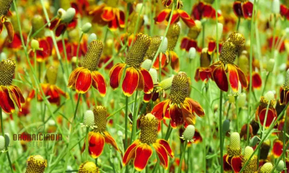 Ratibida Columnifera Flower Seeds For Planting Vibrant Prairie Flowers For Your Garden