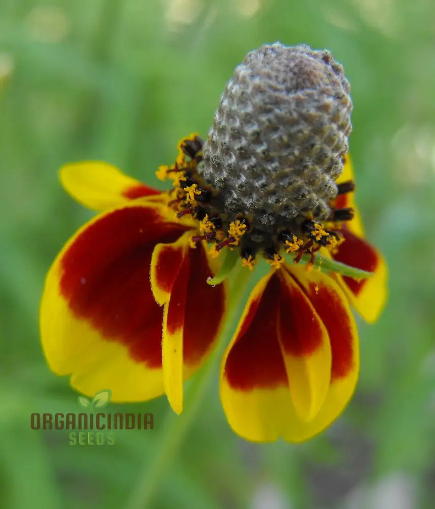 Ratibida Columnifera Flower Seeds For Planting Vibrant Prairie Flowers For Your Garden