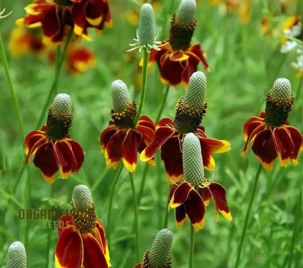 Ratibida Columnifera Flower Seeds For Planting Vibrant Prairie Flowers For Your Garden