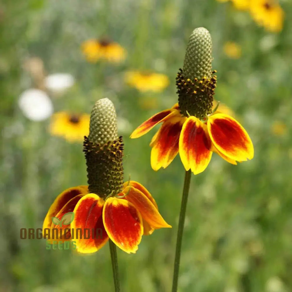 Ratibida Columnifera Flower Seeds For Planting Vibrant Prairie Flowers For Your Garden