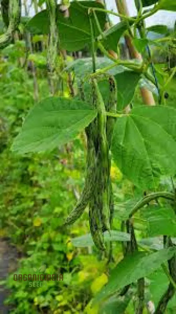 Rattlesnake Snap Bean Seeds For Planting - Premium Heirloom For Home Gardening | Vibrant Flavorful