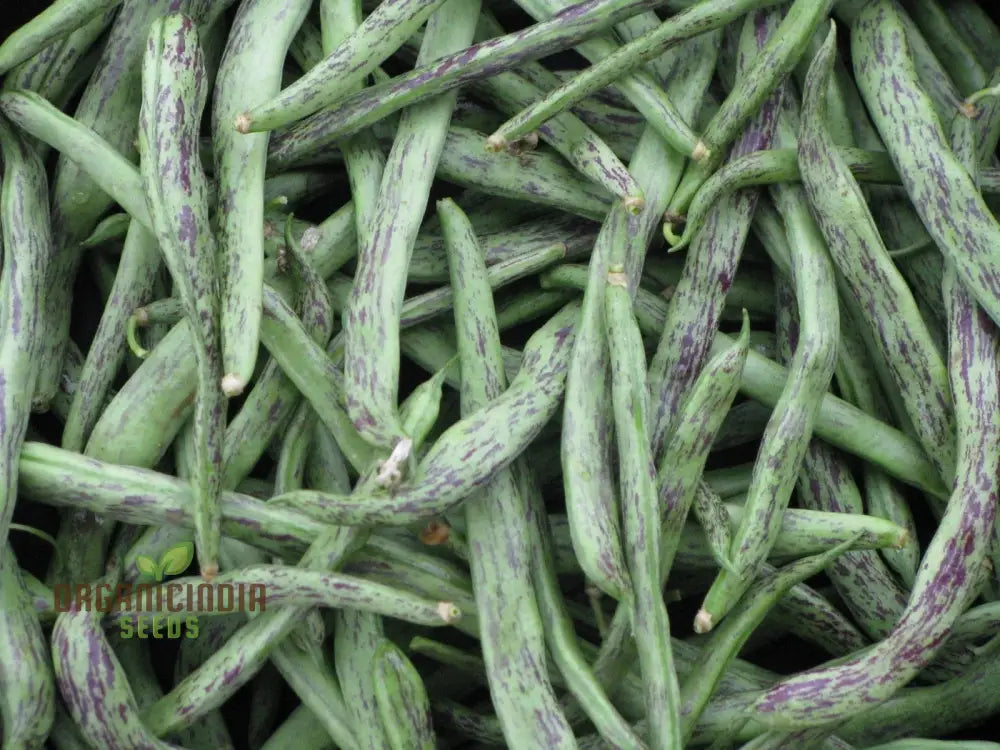 Rattlesnake Snap Bean Seeds For Planting - Premium Heirloom For Home Gardening | Vibrant Flavorful