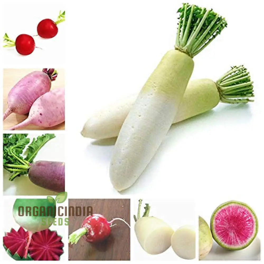 Ravanello Vegetable Seeds Organically Planting 100 Pcs