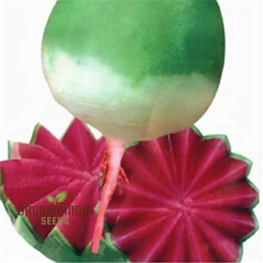 Ravanello Vegetable Seeds Organically Planting 100 Pcs