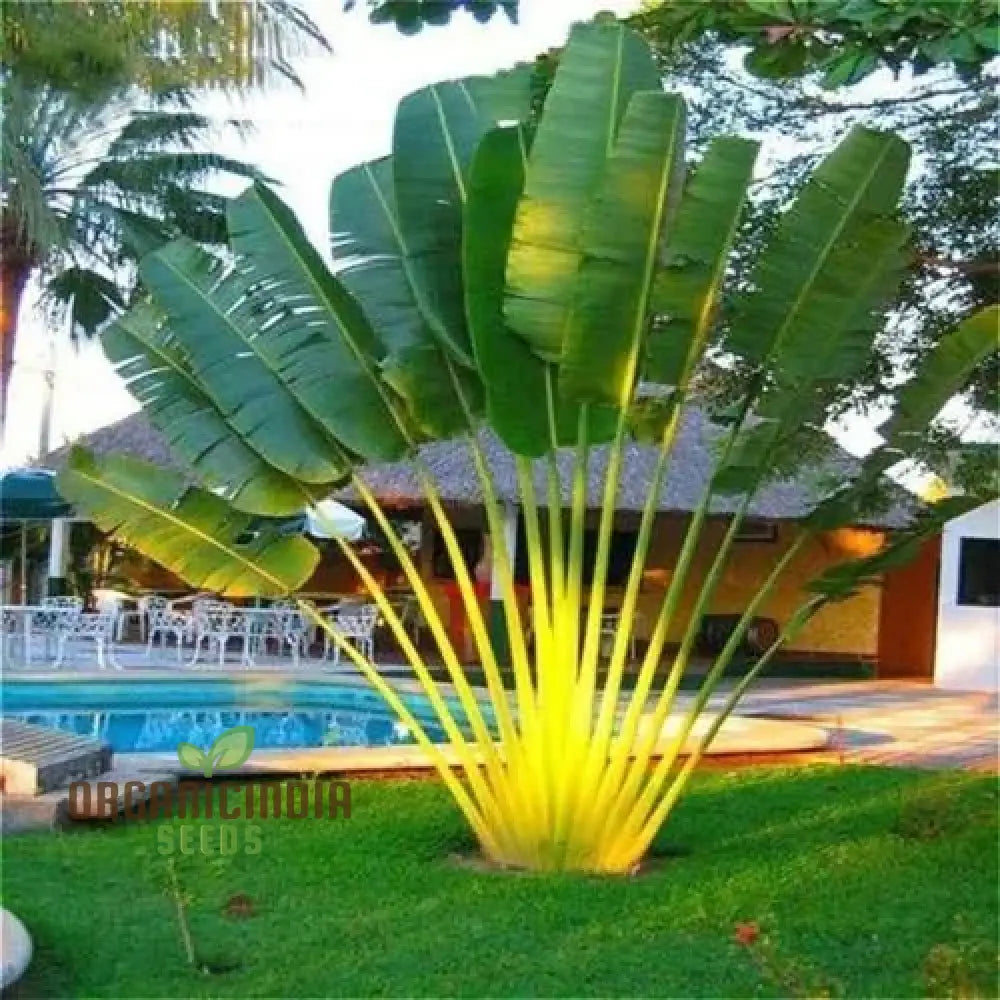 Ravenala Madagascariensis (Traveller Palm) Tree Seeds For Planting Growing Iconic And Exotic Palms