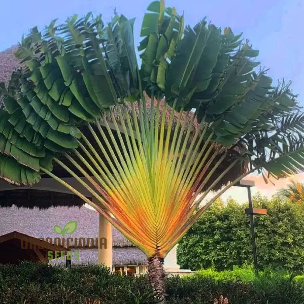 Ravenala Madagascariensis (Traveller Palm) Tree Seeds For Planting Growing Iconic And Exotic Palms