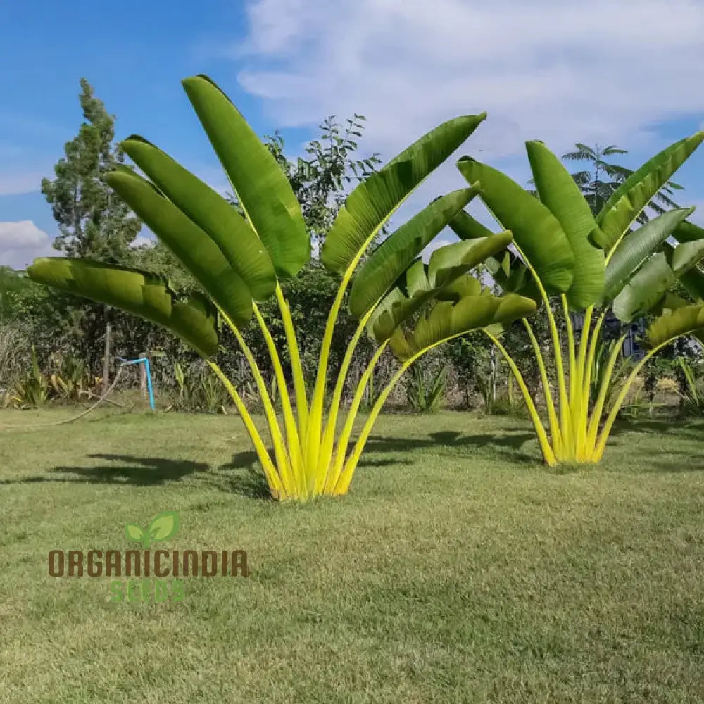 Ravenala Madagascariensis (Traveller Palm) Tree Seeds For Planting Growing Iconic And Exotic Palms