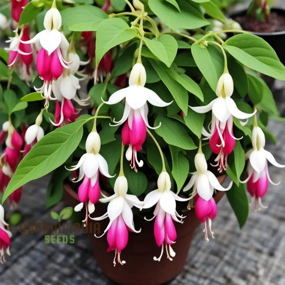 Red And White Fuchsia Flower Seeds – Elevate Your Gardening With Cascading Blooms Vibrant Colors