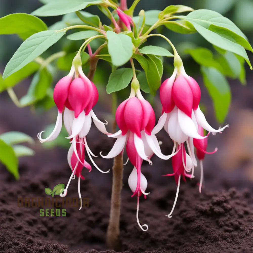 Red And White Fuchsia Flower Seeds â€“ Elevate Your Gardening With Cascading Blooms Vibrant Colors