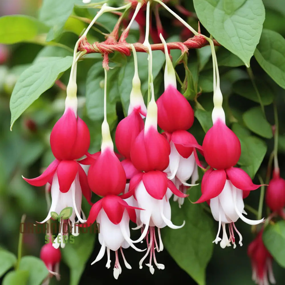 Red And White Fuchsia Flower Seeds â€“ Elevate Your Gardening With Cascading Blooms Vibrant Colors