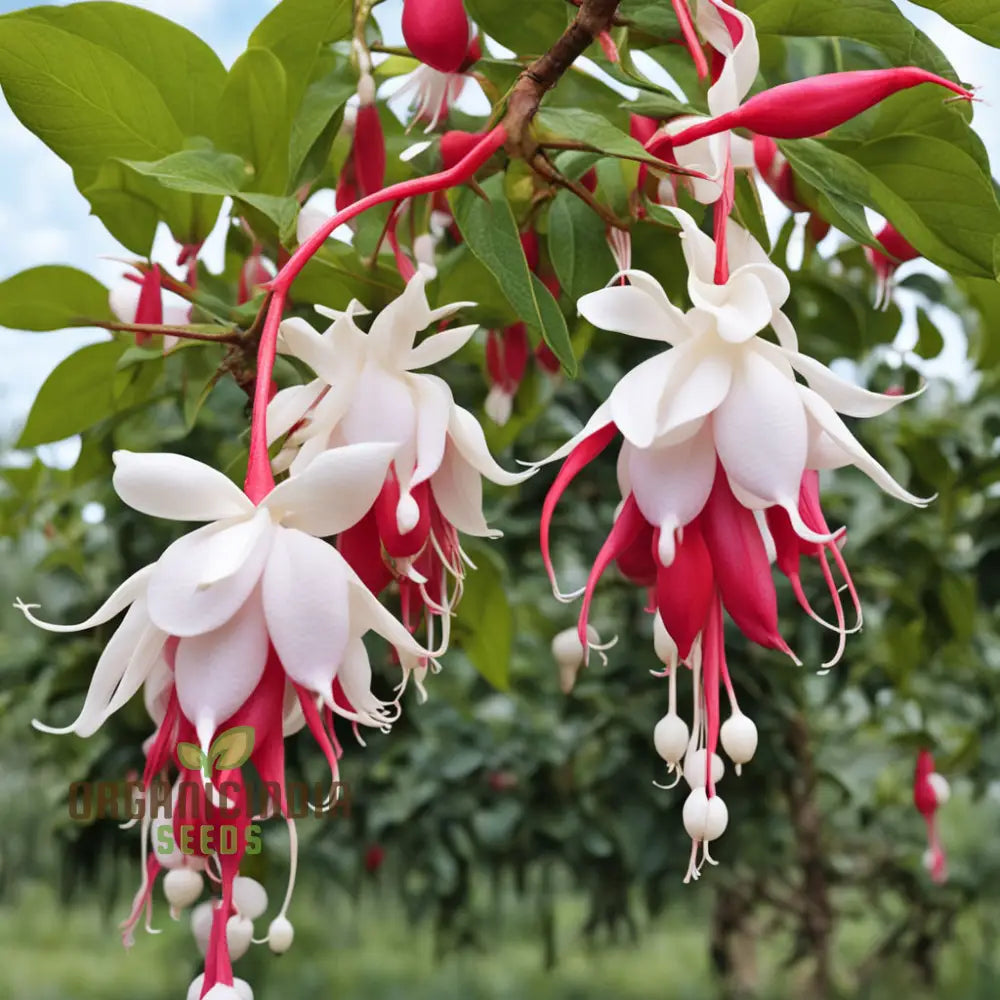 Red And White Fuchsia Flower Seeds â€“ Elevate Your Gardening With Cascading Blooms Vibrant Colors