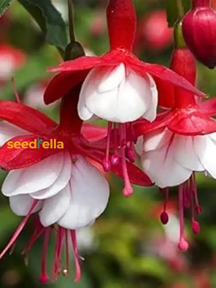 Red And White Fuchsias Seeds For Planting Flower