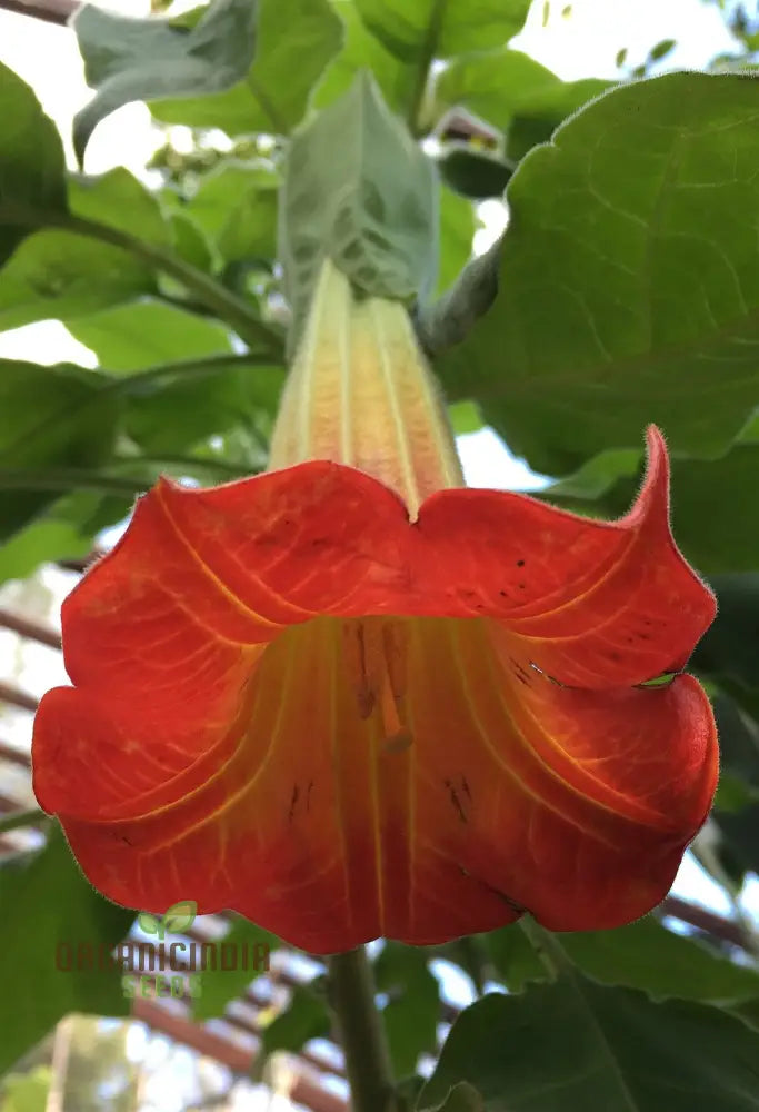 Red Angel’s Trumpet Flower Seeds Brugmansia Sanguinea For Gardening - 100 Pcs