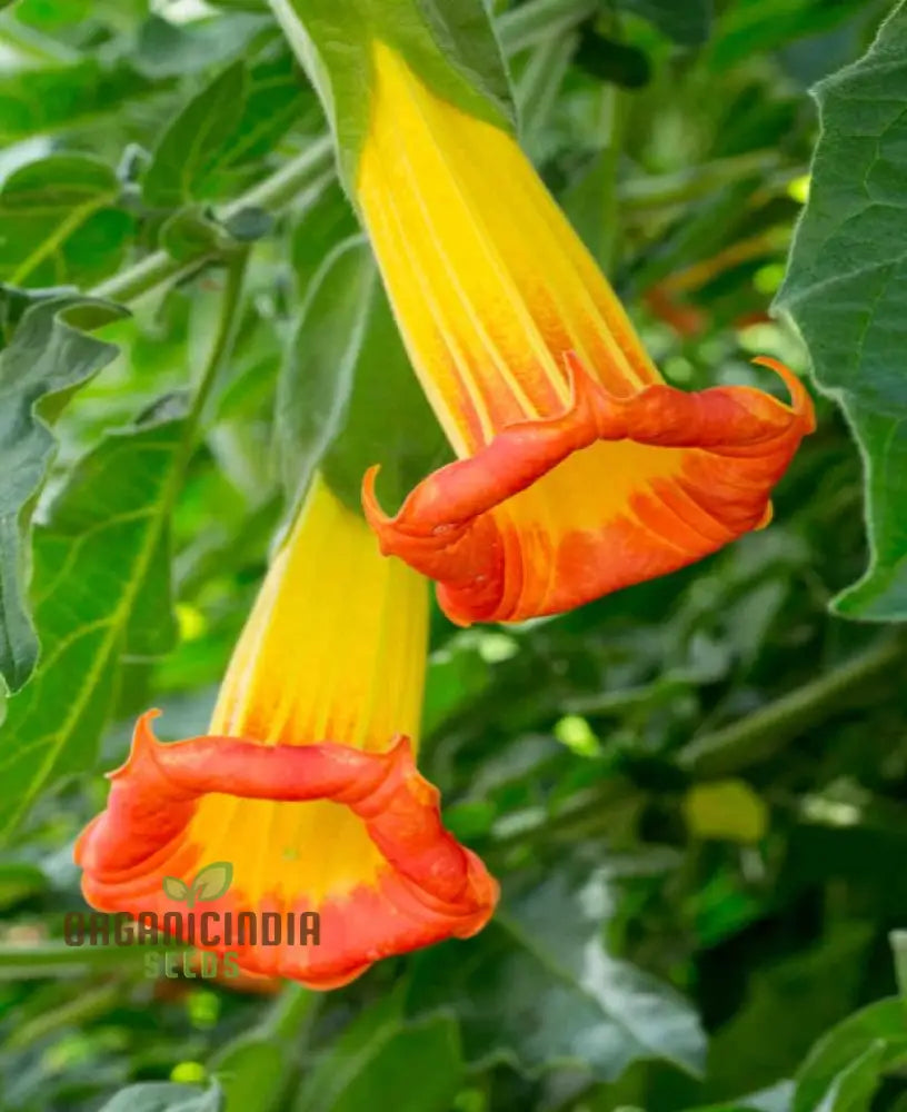 Red Angel’s Trumpet Flower Seeds Brugmansia Sanguinea For Gardening - 100 Pcs