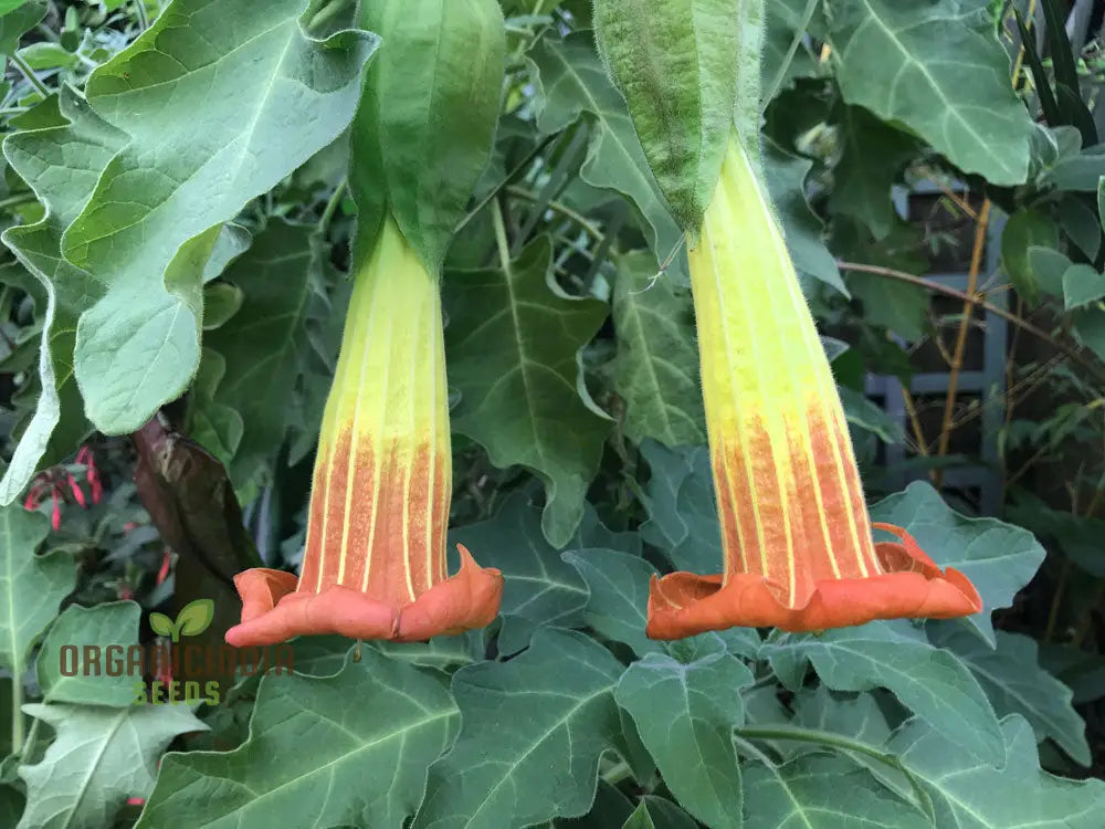 Red Angel’s Trumpet Flower Seeds Brugmansia Sanguinea For Gardening - 100 Pcs