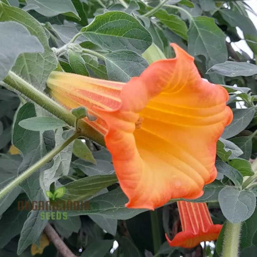 Red Angel’s Trumpet Flower Seeds Brugmansia Sanguinea For Gardening - 100 Pcs