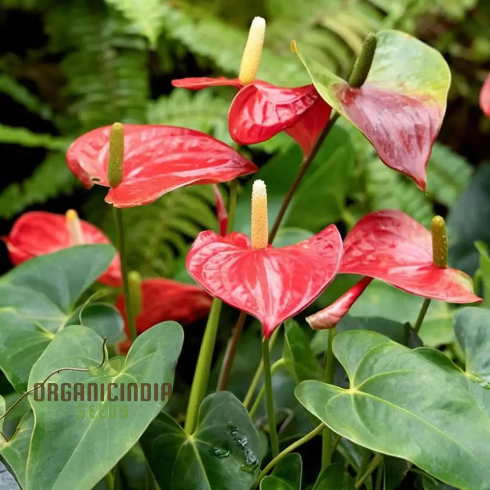 Red Anthurium Flower Seeds By Seed Tape Rocket Cultivated - Perfect For Vibrant Gardening