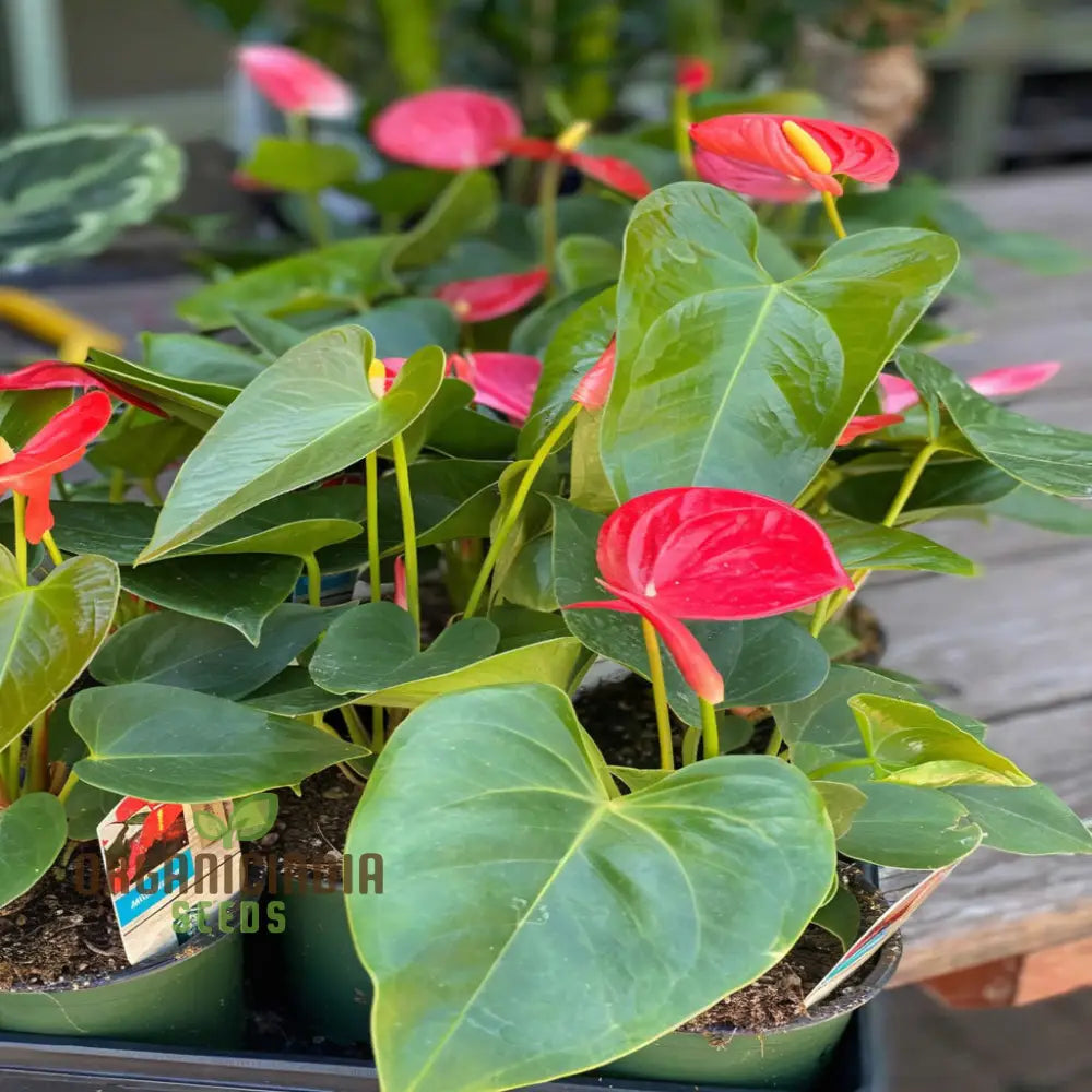 Red Anthurium Flower Seeds By Seed Tape Rocket Cultivated - Perfect For Vibrant Gardening