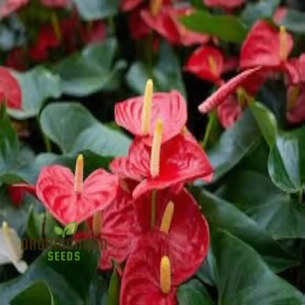 Red Anthurium Flower Seeds By Seed Tape Rocket Cultivated - Perfect For Vibrant Gardening