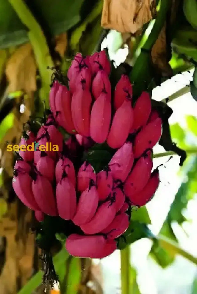 Red Banana Fruit Seeds For Planting