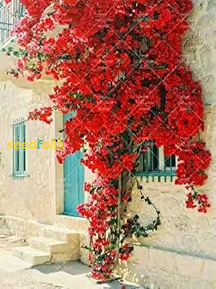 Red Bougainvillea Flower Seeds For Planting