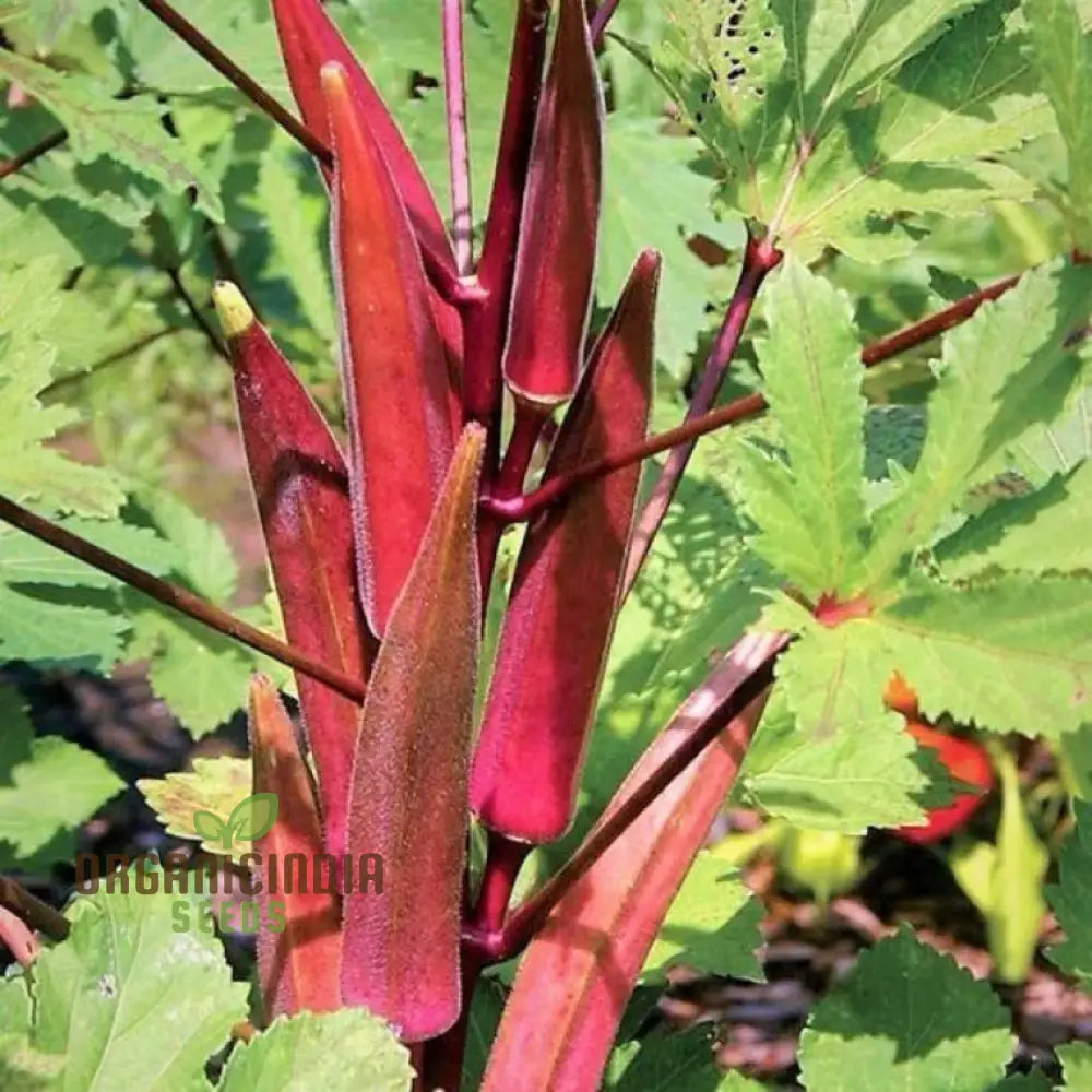 Red Burgundy Okra Seeds For Planting - 100 Pcs Vegetable