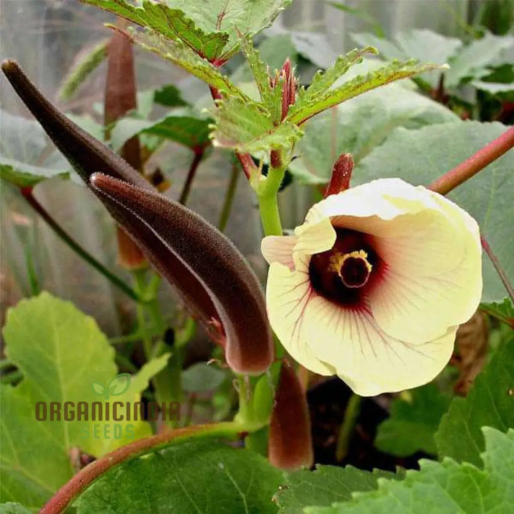 Red Burgundy Okra Seeds For Planting - 100 Pcs Vegetable